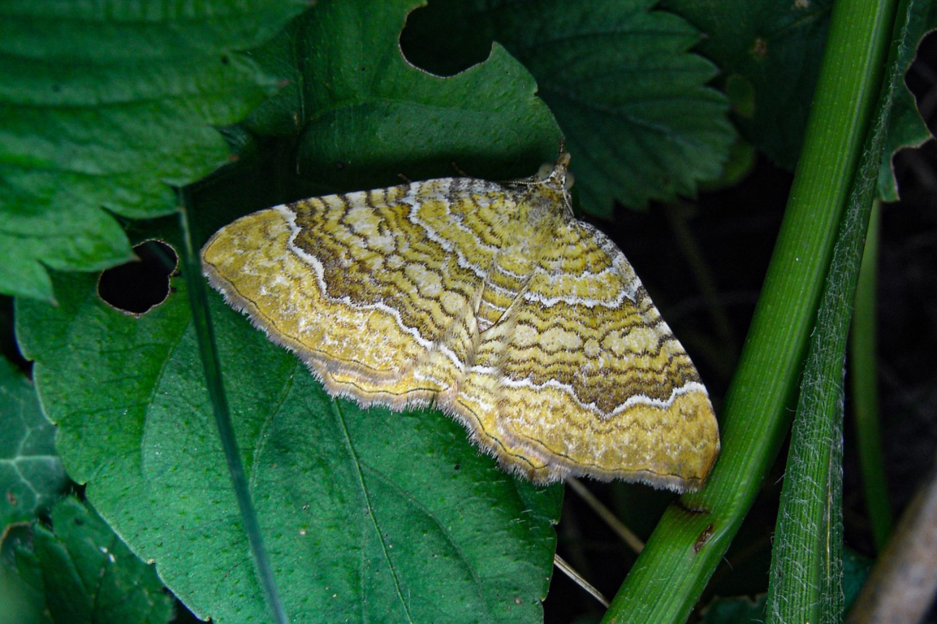 Ockergelber Blattspanner Foto Thomas Kissling